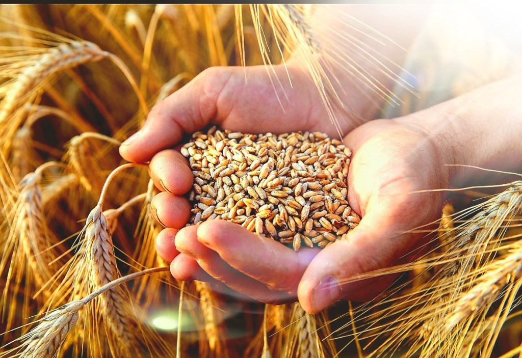 Decodificate sei parabole di Yahoshua (Matteo 13:24 – 50)